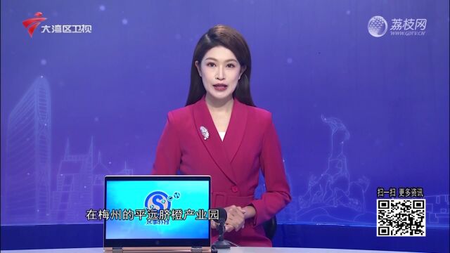 订单纷至沓来 脐橙产业园开启“忙碌模式”