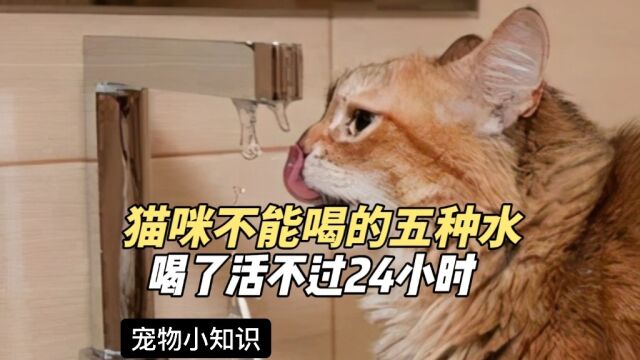 猫咪喝了这些水,活不过24小时