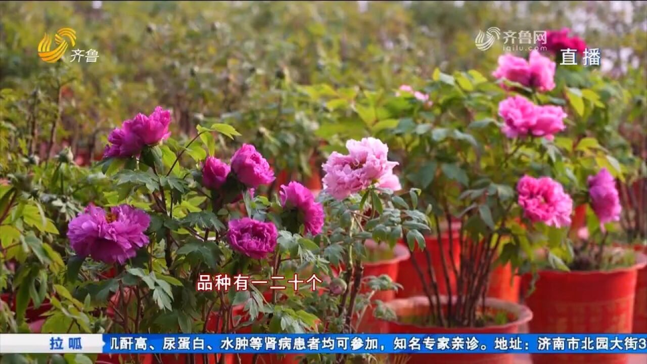 花大色艳!菏泽30万盆催花牡丹上市“迎春”,花农直播带货忙销售