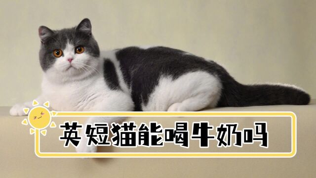 英短猫能喝牛奶吗?