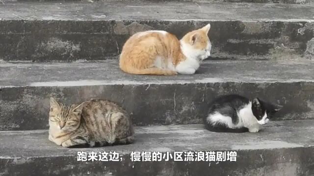 为什么不建议投喂流浪猫?你以为的爱猫行为,其实是在害它