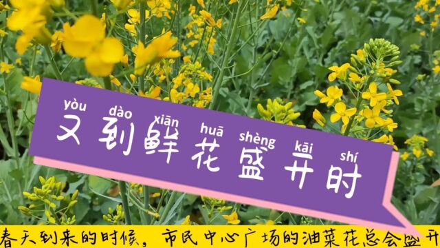 市民广场的油菜花