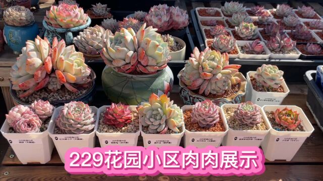 今天欣赏229花园小区入住的第一批云养肉,状态都还可以吧