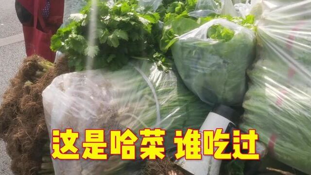 这种蔬菜叫哈菜,谁吃过