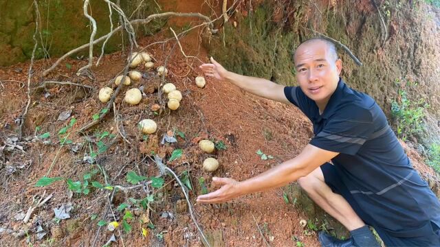 生长在峭壁上的大蘑菇,农村多到没人要,拍给大家认识并了解一下