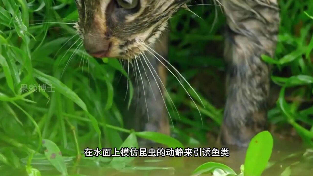 世界上最喜欢游泳的猫  东南亚渔猫