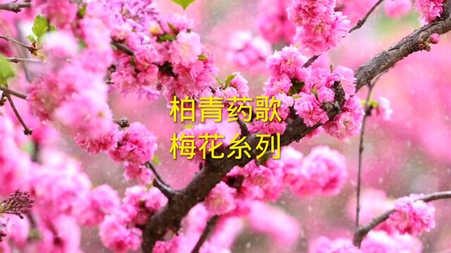 柏青药歌梅花功效