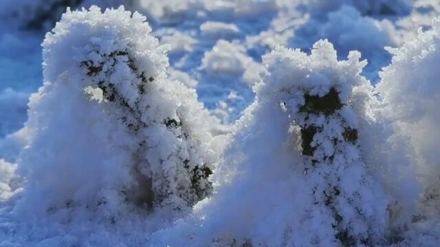 惊艳!绝美冰花绽放松花江畔