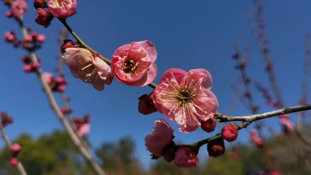 今日瞬间 | 朵朵梅花报春早