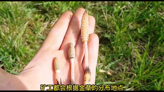  问荆草为什么被称为最贪财的草?看见它你就等于看见了黄金#纪录片 #从纪录片里充点电