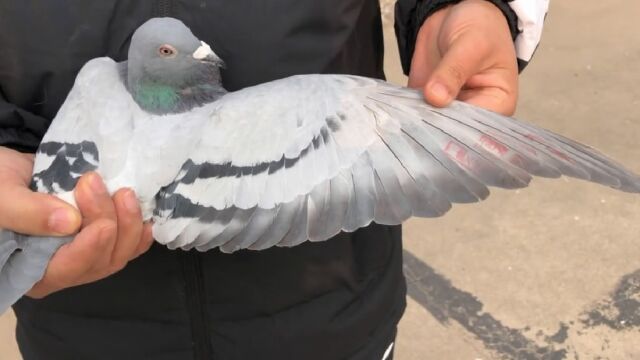 这羽是公棚比赛选出来的种鸽,血统克拉森鲁道,超级棒的种鸽