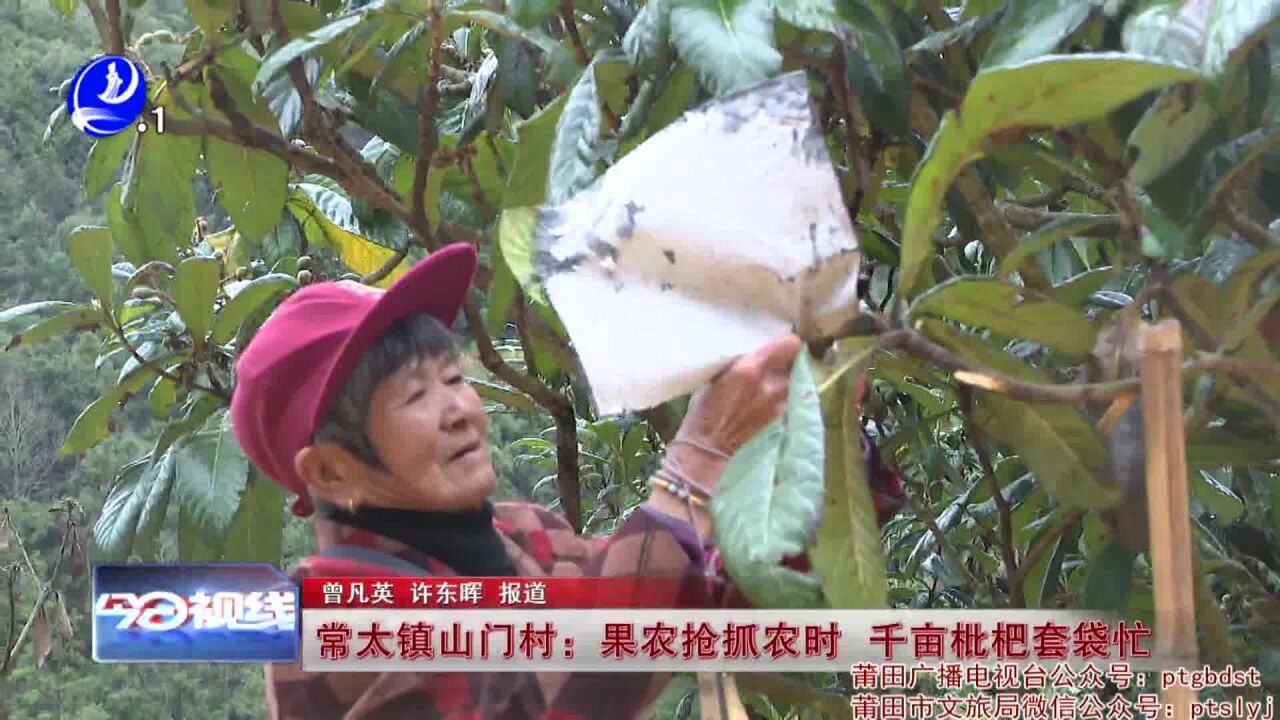 常太镇山门村:果农抢抓农时 千亩枇杷套袋忙