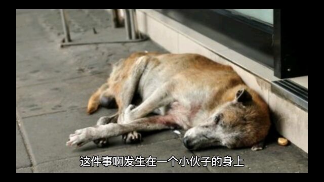 小伙与流浪狗的故事