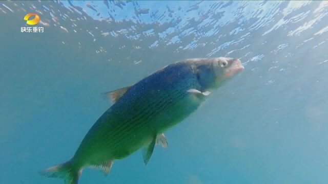 赛里木湖第一人,钓上珍贵高白鲑《若萱钓鱼》