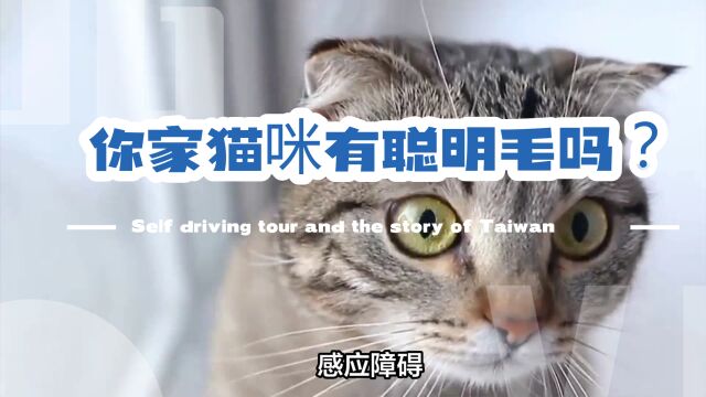 你家猫咪有聪明毛吗?