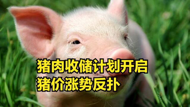 猪肉收储计划开启,猪价涨势反扑,行情犹如“坐火箭”