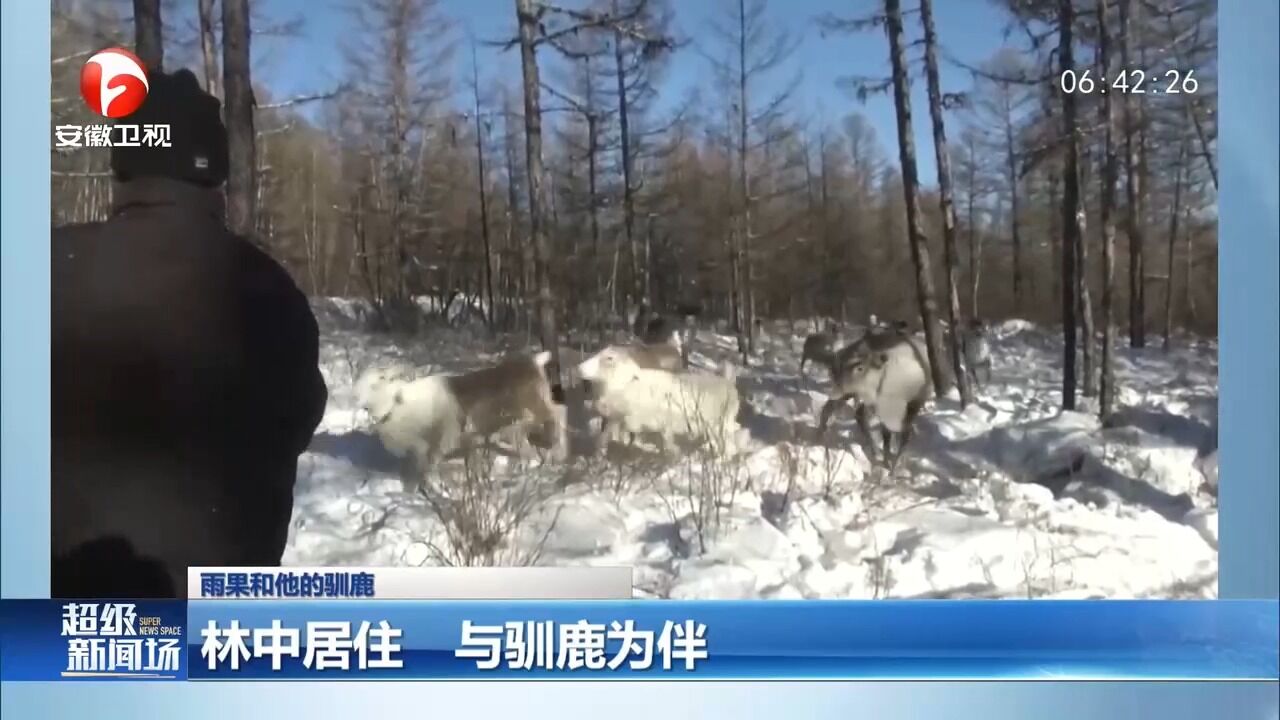 雨果和他的驯鹿:在大兴安岭林中居住,每天与驯鹿为伴