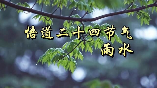 雨水节气到了,降雨增多! #二十四节气 #雨水 #传统文化 (配音供稿:刘立新 制作:蔡明硕)