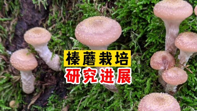 榛蘑栽培研究进展,目前不能实现高产