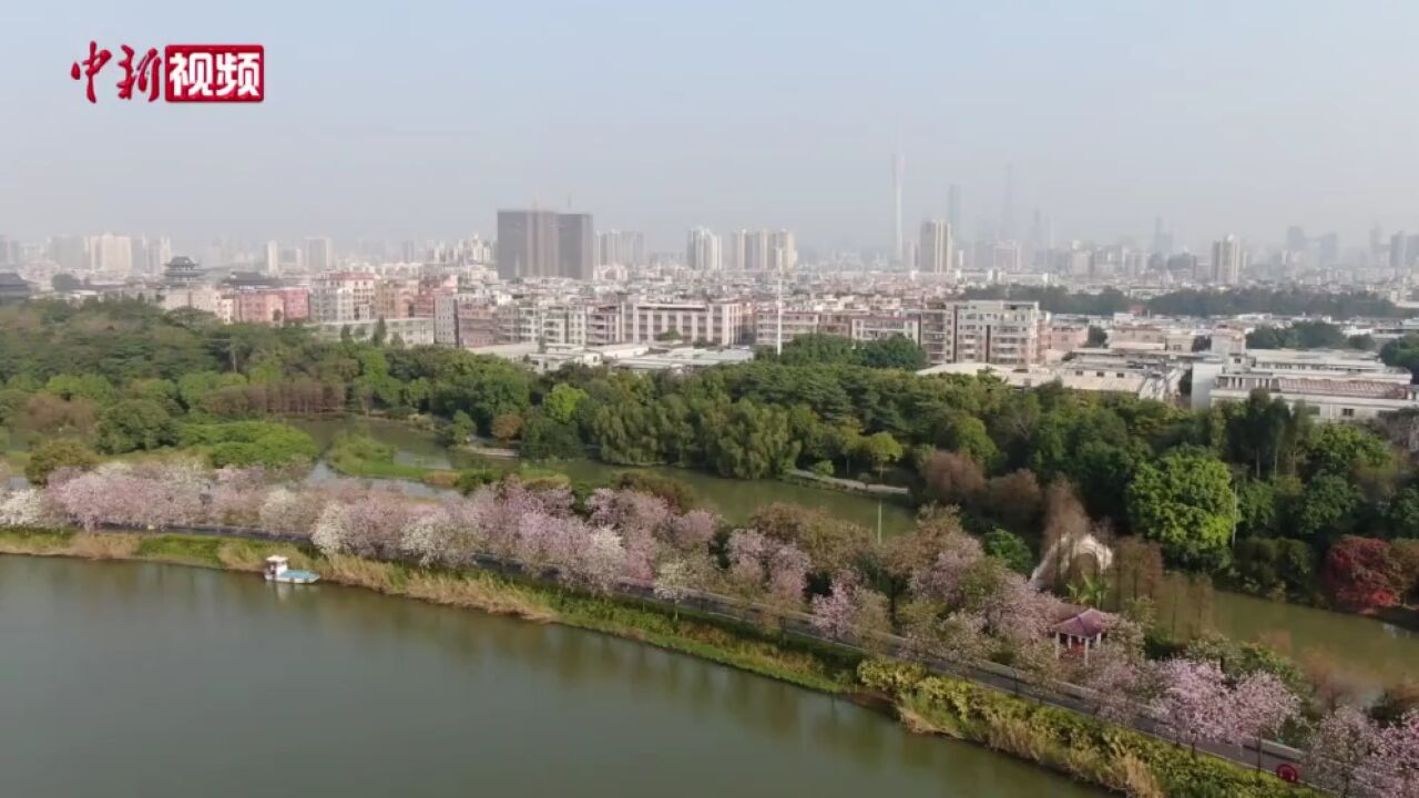 广州海珠国家湿地公园宫粉紫荆绽放