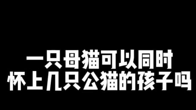 一只母猫可以同时怀上几只公猫的孩子!七只小奶猫有三个爸爸