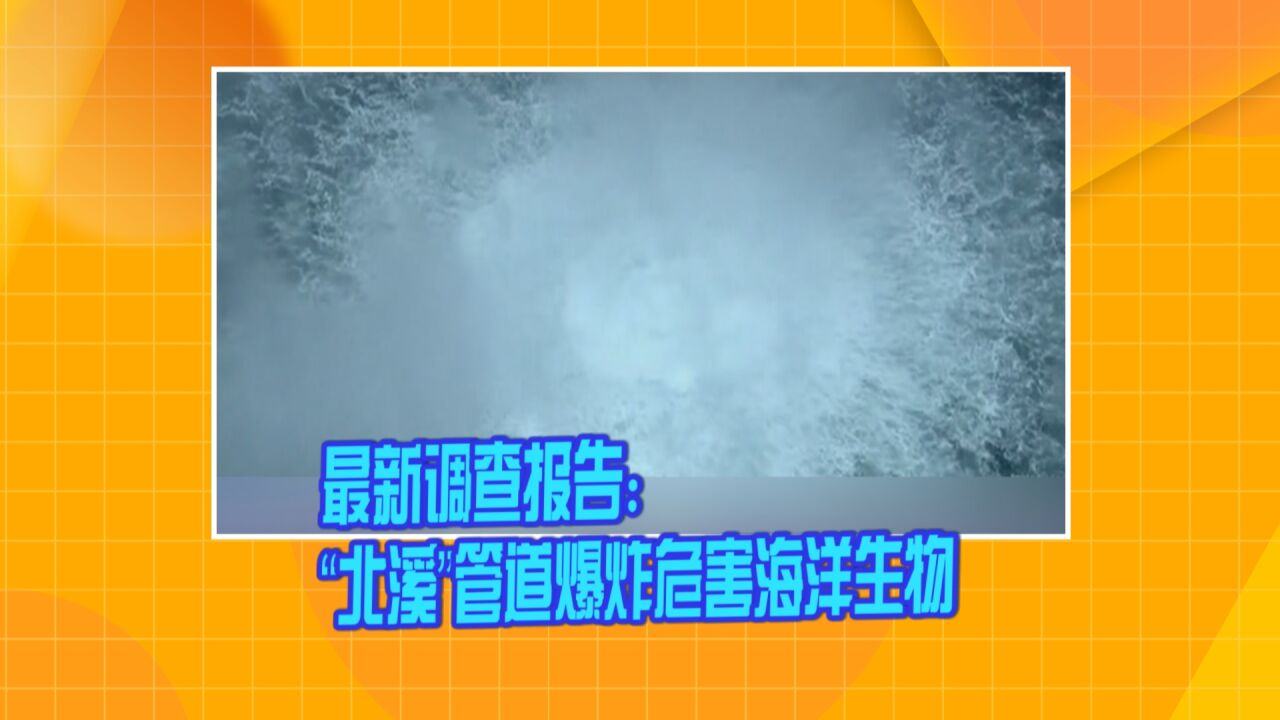 最新调查报告:“北溪”管道爆炸危害海洋生物