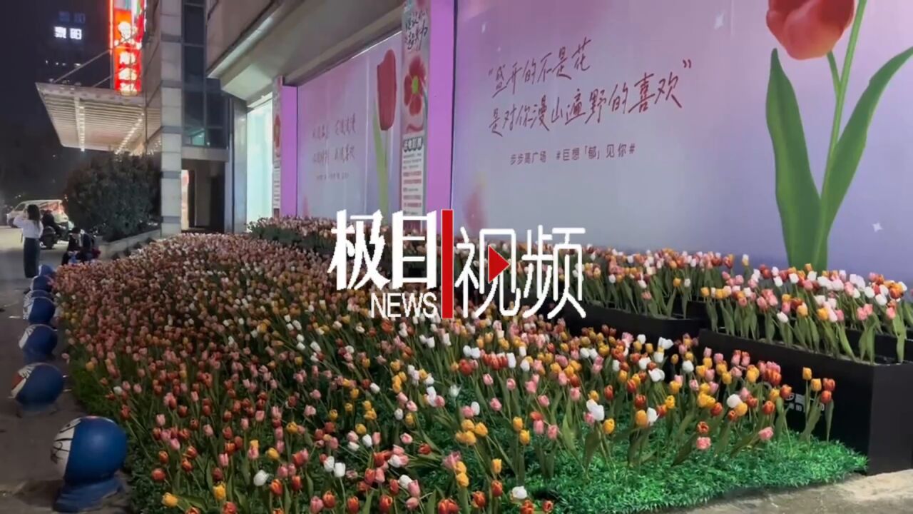 【视频】近万支郁金香摆的“花海”两天被拿光,商家:投入了5万多元