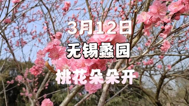 3月12日,无锡蠡园,桃花朵朵开