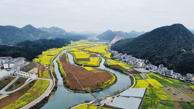 云南最美油菜花观赏地之一,民宿老板的私家推荐,九龙河油菜花