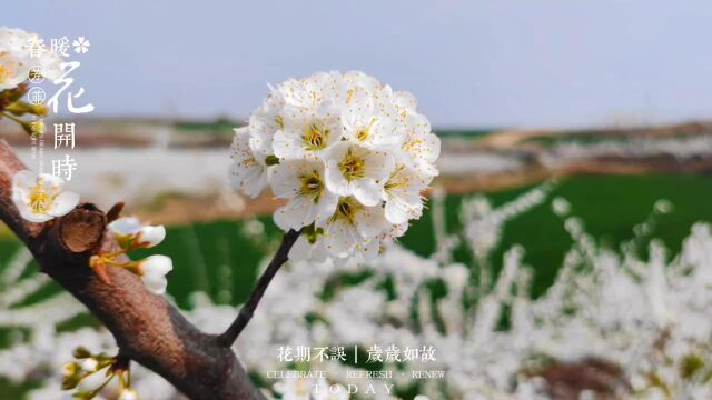 滔河乡杏李基地邀您共赏杏李花海~