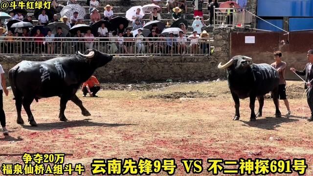 先锋9号扁头牛王 VS 云南师宗不二神探691号 #斗牛#斗牛视频#牛王争霸赛 #福泉仙桥斗牛