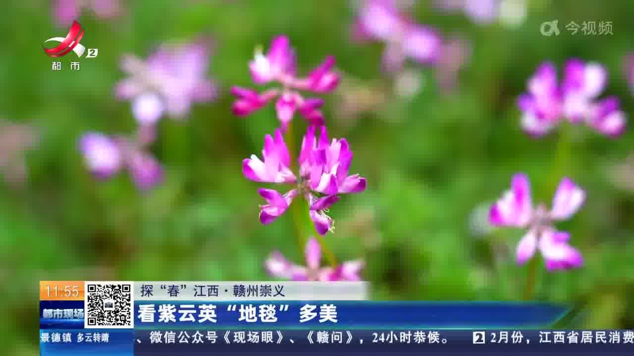 【探“春”江西】赣州崇义:看紫云英“地毯”多美