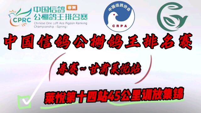 中国信鸽公棚鸽王排名赛春赛甘肃莱悦站爱鸽第十四站训放集锦