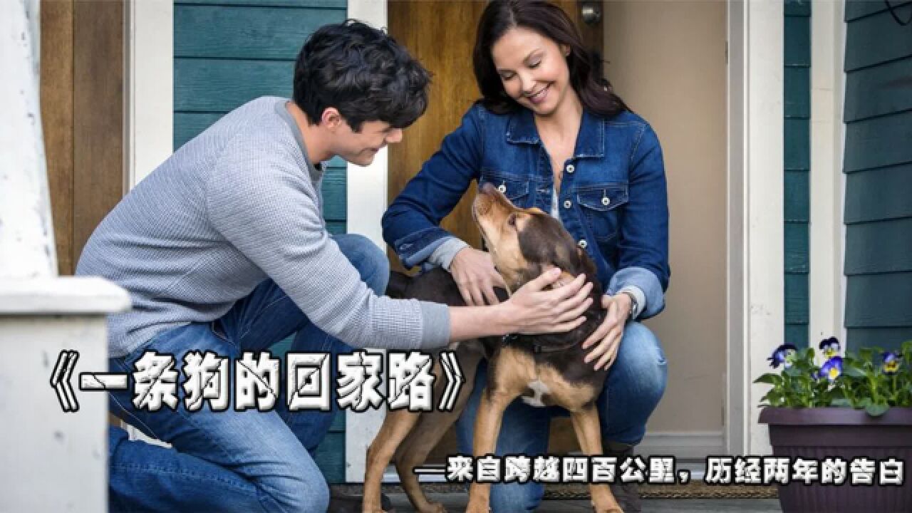 狗狗历经两年跨越四百公里,只为和主人相见《一条狗的回家路》