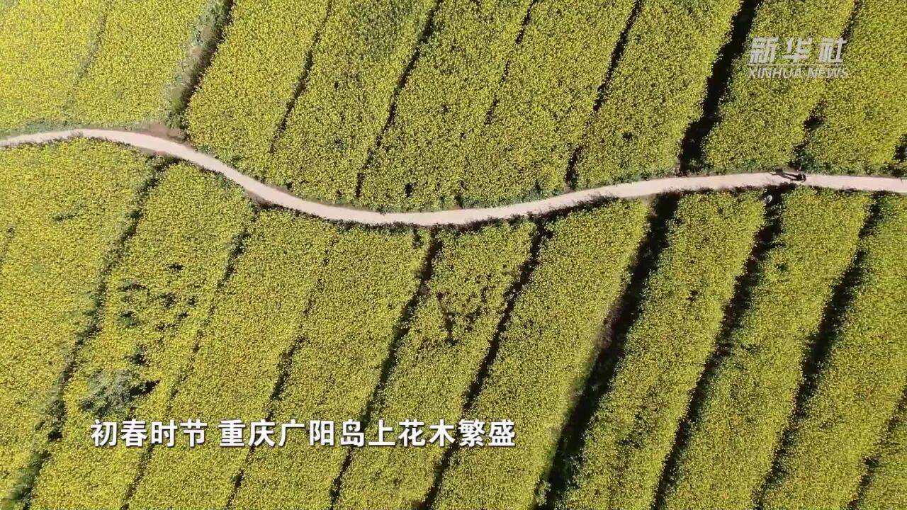 重庆广阳岛:踏春赏景 感受生态修复的魅力