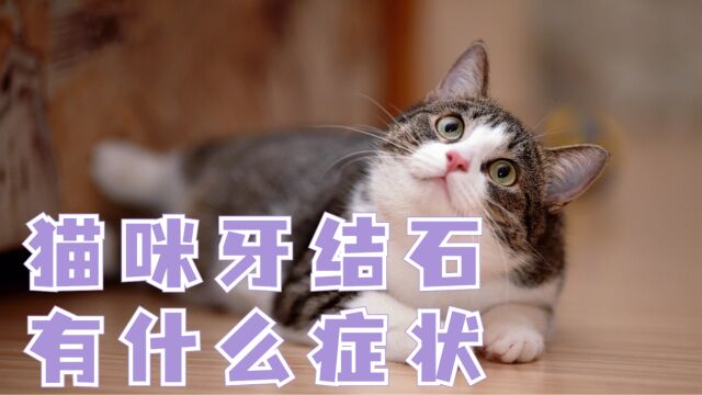 猫咪牙结石有什么症状?快收藏起来!