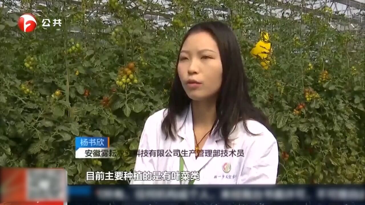 肥东:气雾栽培,让“菜篮子”更有科技含量