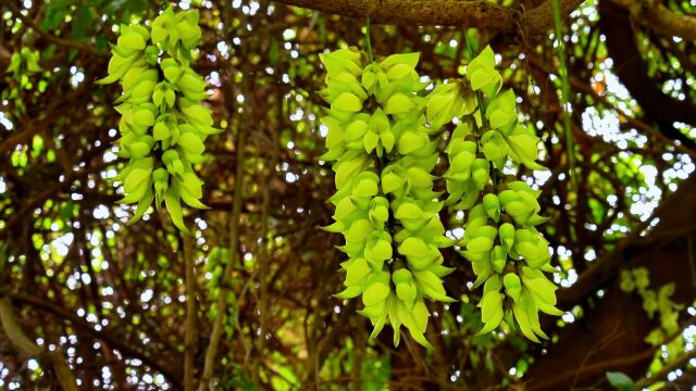 打卡深圳梅林水库禾雀花