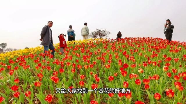 成都龙泉又给大家找到一个赏花亲子游玩的好地方,现在单人门票仅29.9