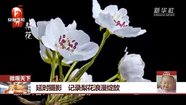 云南:摄影师延时摄影,记录梨花浪漫绽放