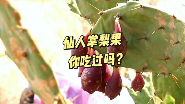 仙人掌的果实,你吃过吗?