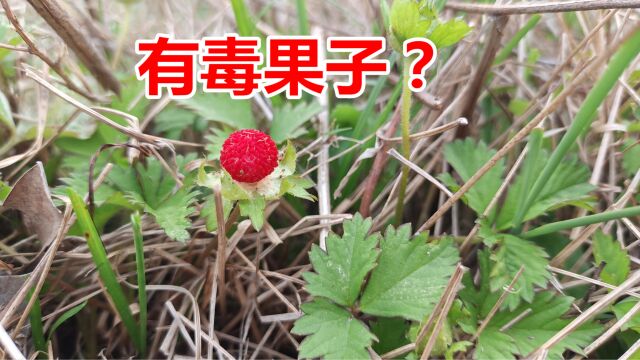 沟边的“蛇果子”,像草莓一样红彤彤却不能吃,真的假的?