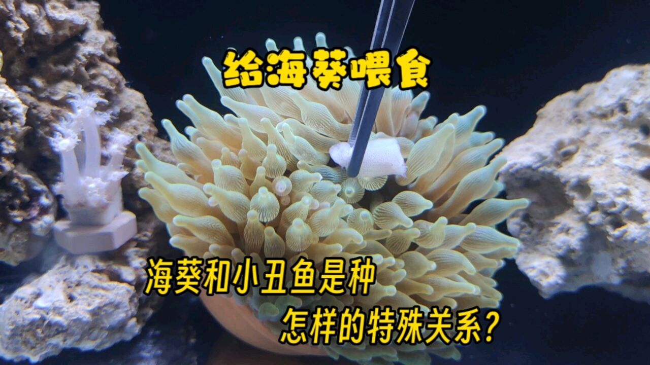 海葵和小丑鱼是种怎样的关系?喂食海葵,一口一个大虾仁