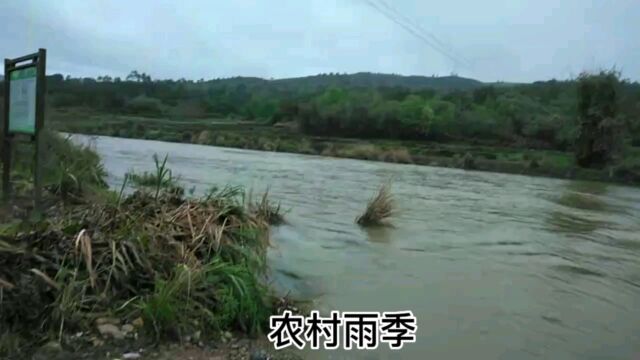 连日降雨,村口的小河变成了江河