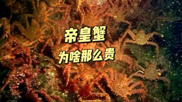 帝皇蟹为啥那么贵?一只顶我一个月工资!