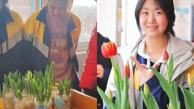 90后班主任带同学种花,历时30天观察郁金香生长:感受春天