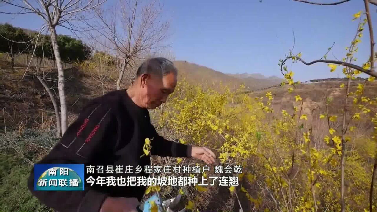 南阳南召:连翘花开致富路