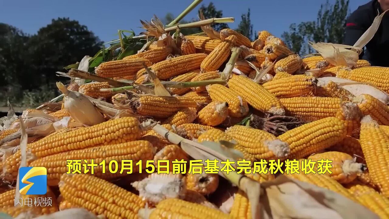 又是一年好“丰”景 寿光67万亩玉米收获近八成