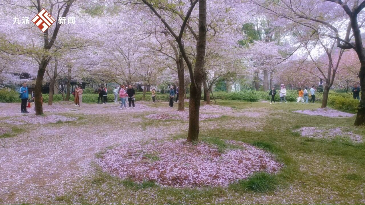 武汉暴雨还没停,东湖樱花园几乎只剩叶子了 :预计清明后闭园,再见樱花“等明年”