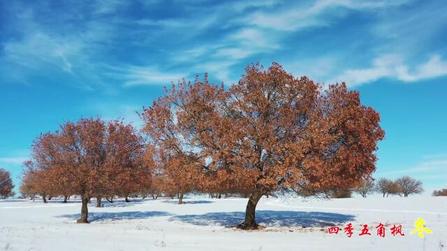 “枫”景这边独好!第二届“兴安盟ⷤ𚔨璦ž뢀杯世界疏林草原摄影大展开幕